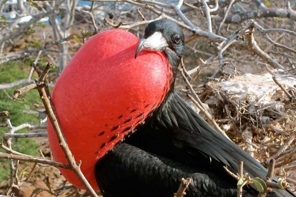Immerse Yourself in Galapagos Wildlife: Swim with Sea Lions, Meet Turtles & Boobies