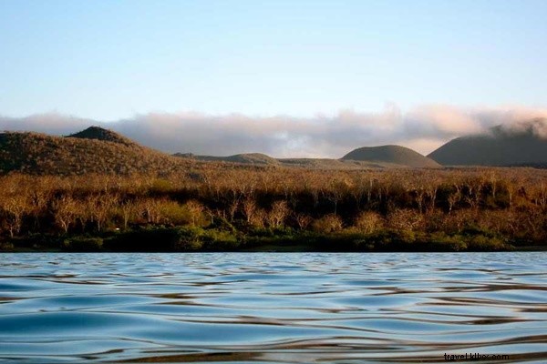 Immerse Yourself in Galapagos Wildlife: Swim with Sea Lions, Meet Turtles & Boobies