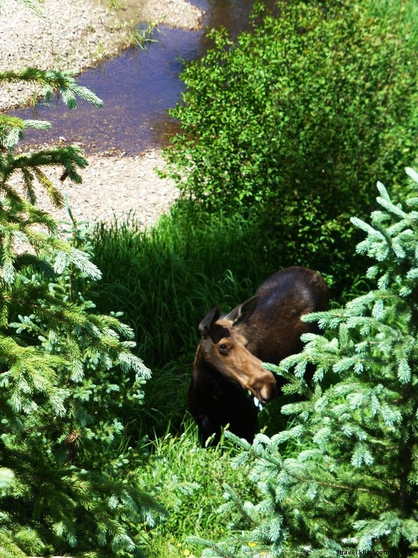Epic 100-Mile Mountain Bike Adventure Through Colorado s Rocky Mountains