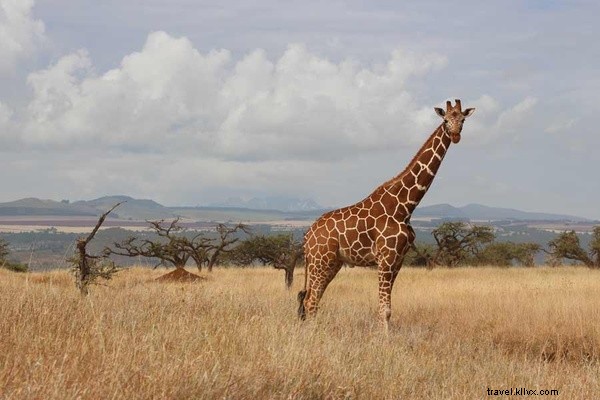 Untamed Romance: Love and Adventure in Kenya s Wild Bush