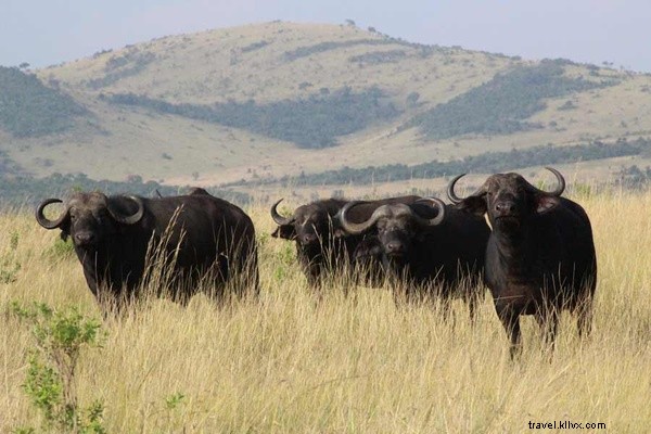 Untamed Romance: Love and Adventure in Kenya s Wild Bush