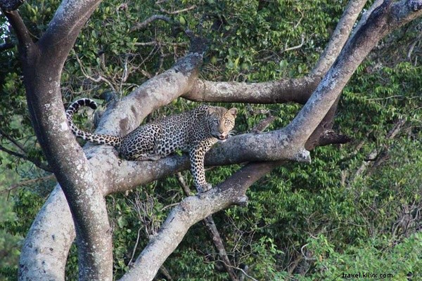 Untamed Romance: Love and Adventure in Kenya s Wild Bush