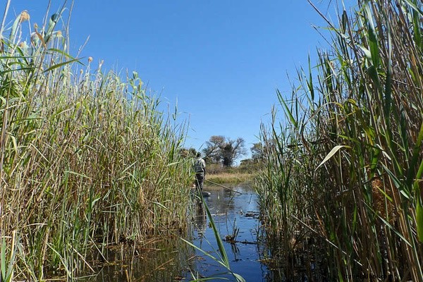 Unforgettable Safari Spring Break: Immersing in South Africa s Wild Bush