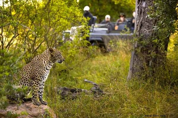 Africa s Best Safari Lodges: Luxury Wildlife Retreats Revealed