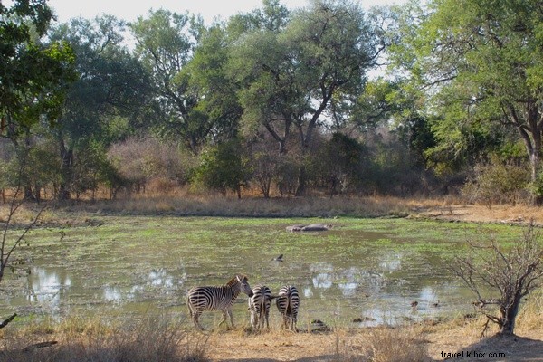 Epic Zambian Safari: Waking Up to Lions in the Wild Bush