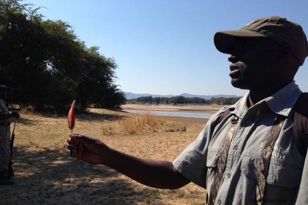 Epic Zambian Safari: Waking Up to Lions in the Wild Bush