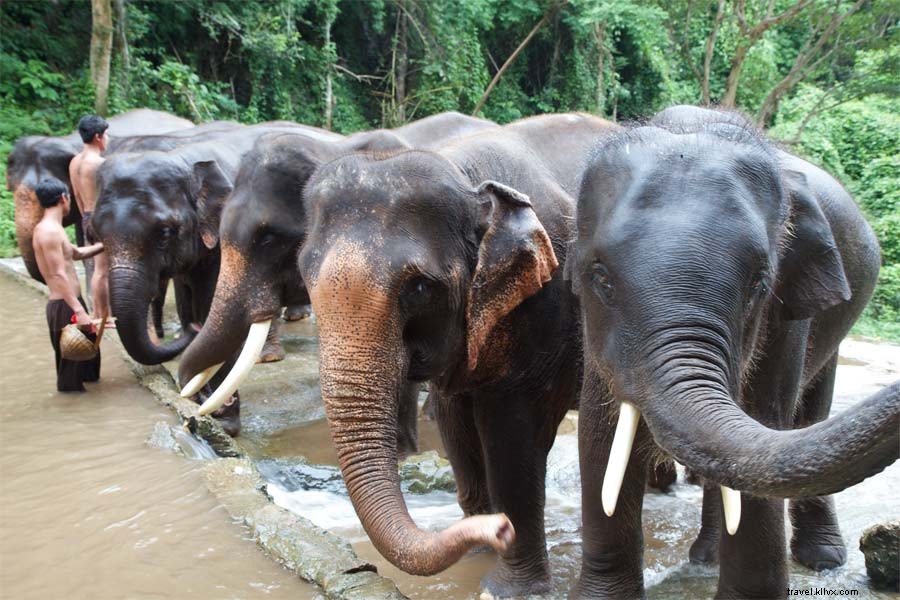 2015 Adventure: Hands-On Wildlife Experiences – Elephants in Thailand, Sea Lions in Galapagos & Horses in India