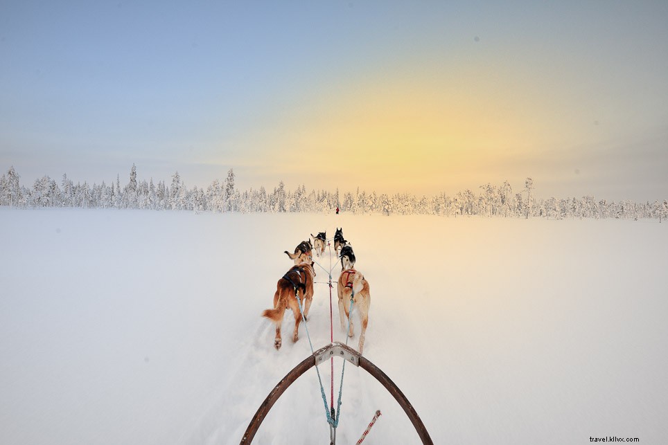 Thrilling Dog Sledding Adventure in Swedish Lapland with Huskies