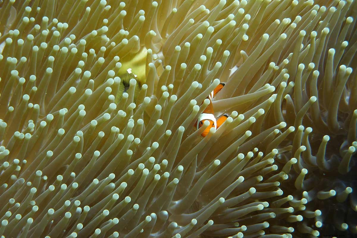 Celebrating the Depths: A Tribute to Deep Diving Adventures