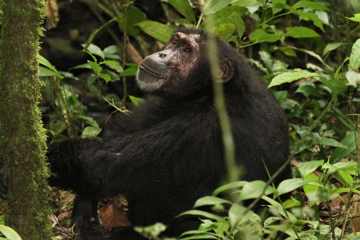 Chimpanzee Tracking Adventure: Exploring Uganda s Kibale National Park