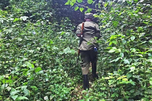 Chimpanzee Tracking Adventure: Exploring Uganda s Kibale National Park