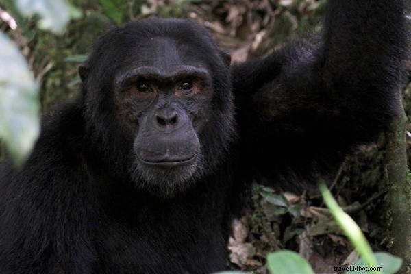 Chimpanzee Tracking Adventure: Exploring Uganda s Kibale National Park