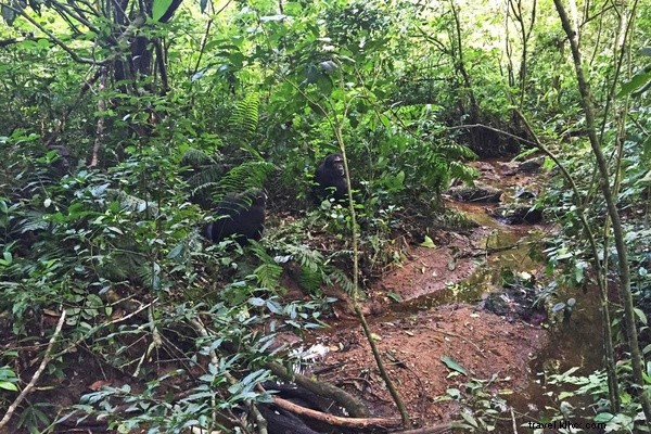 Chimpanzee Tracking Adventure: Exploring Uganda s Kibale National Park