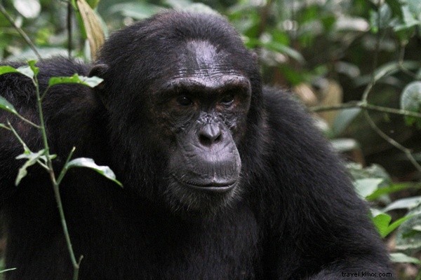 Chimpanzee Tracking Adventure: Exploring Uganda s Kibale National Park