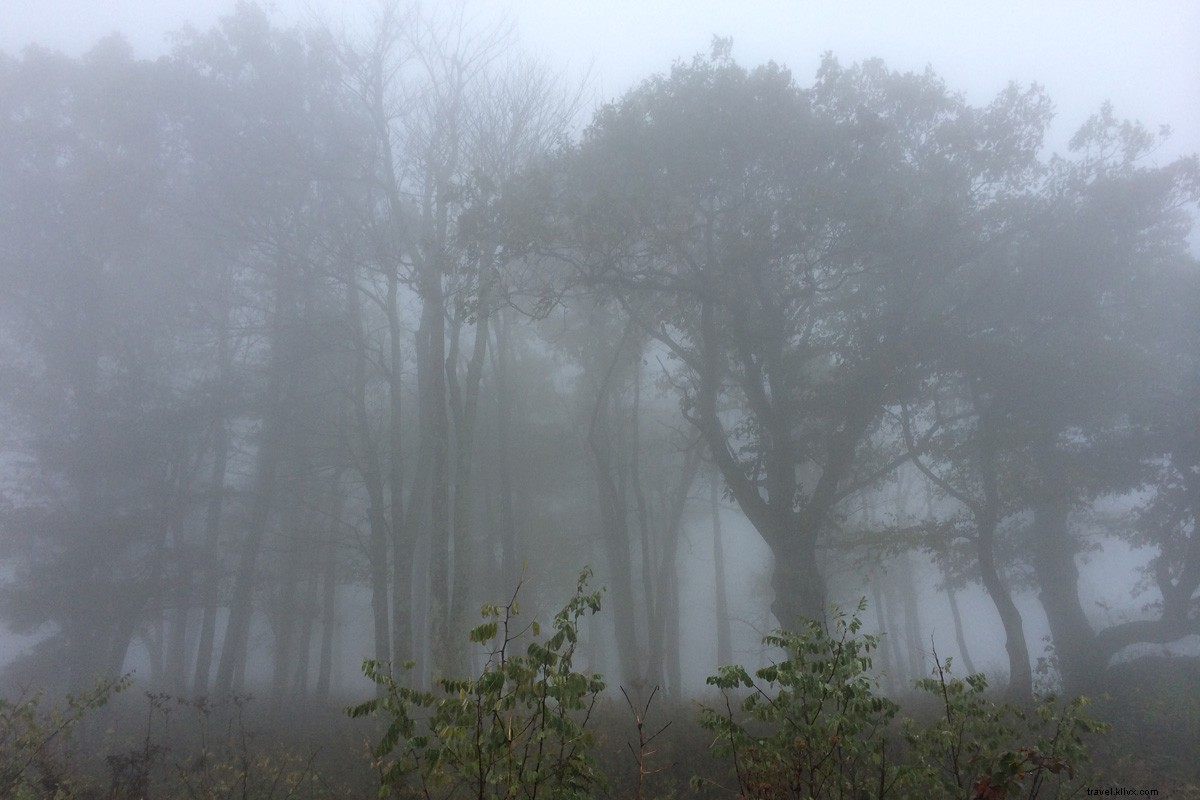 Escape to Shenandoah: Your Ultimate Weekend of Mountain Hikes and Scenic Trails