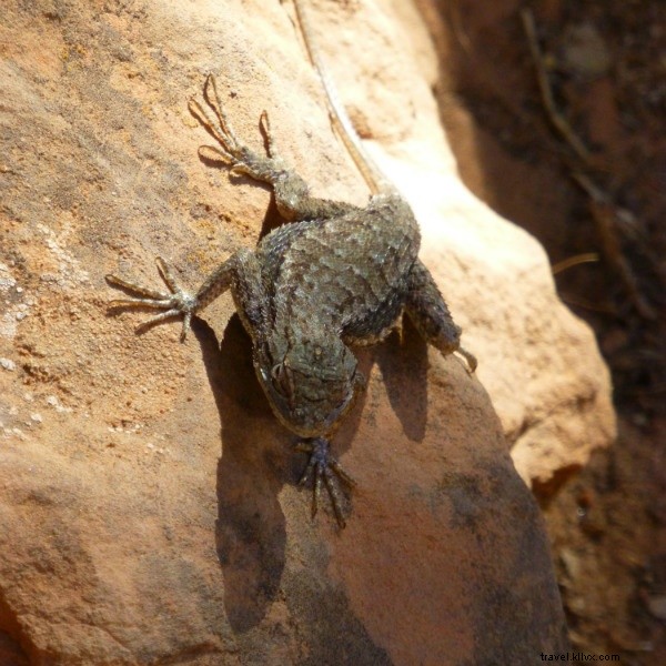 Airstream Adventures: Road Tripping and Houseboating Across the American West