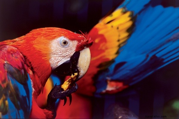 Guided Tarantula Encounters in Peru s Tambopata National Reserve