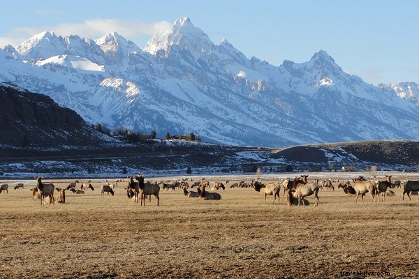 Why Wyoming? An Unforgettable Weekend Itinerary in Jackson Hole
