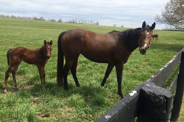 A New Yorker s Authentic Keeneland Adventure: Bourbon Breakfasts, Pony Betting, and Fried Chicken Feasts