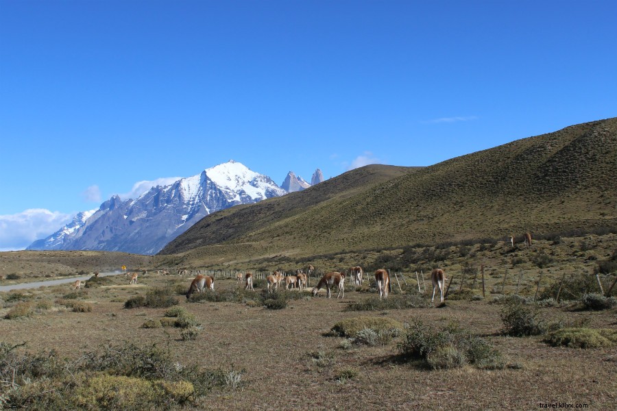 Discover Patagonia s Stunning Blue Landscapes: An Unforgettable Trekking Adventure