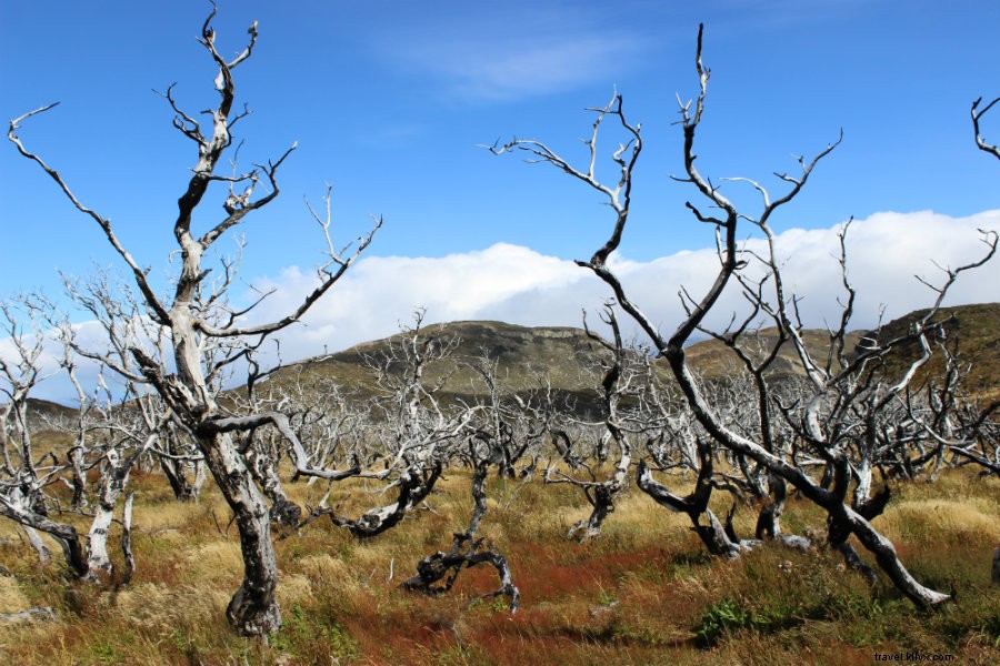 Discover Patagonia s Stunning Blue Landscapes: An Unforgettable Trekking Adventure