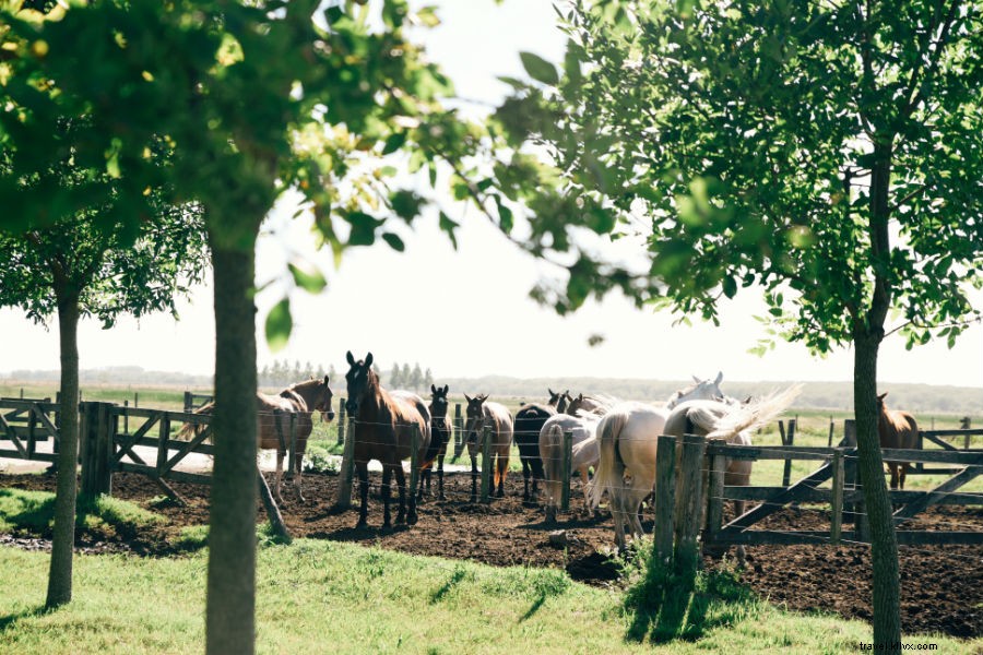 Experience Authentic Campo Life at La Bamba de Areco, Argentina