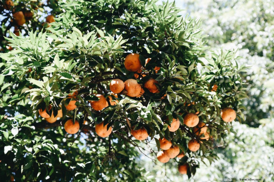 Experience Authentic Campo Life at La Bamba de Areco, Argentina