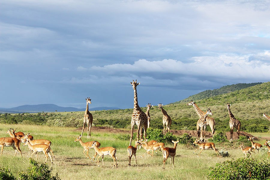 Rallier: NYC Fashion Brand Empowering Kenyan Girls Through Education