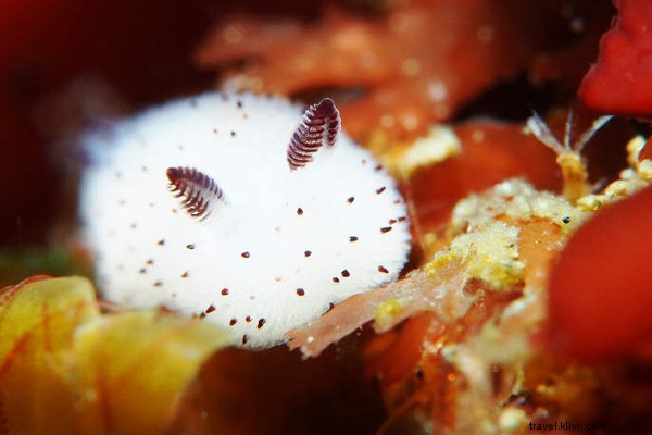 Fathom HQ s Favorite Links: Adorable Bunny Sea Slug & More (July 18, 2015)