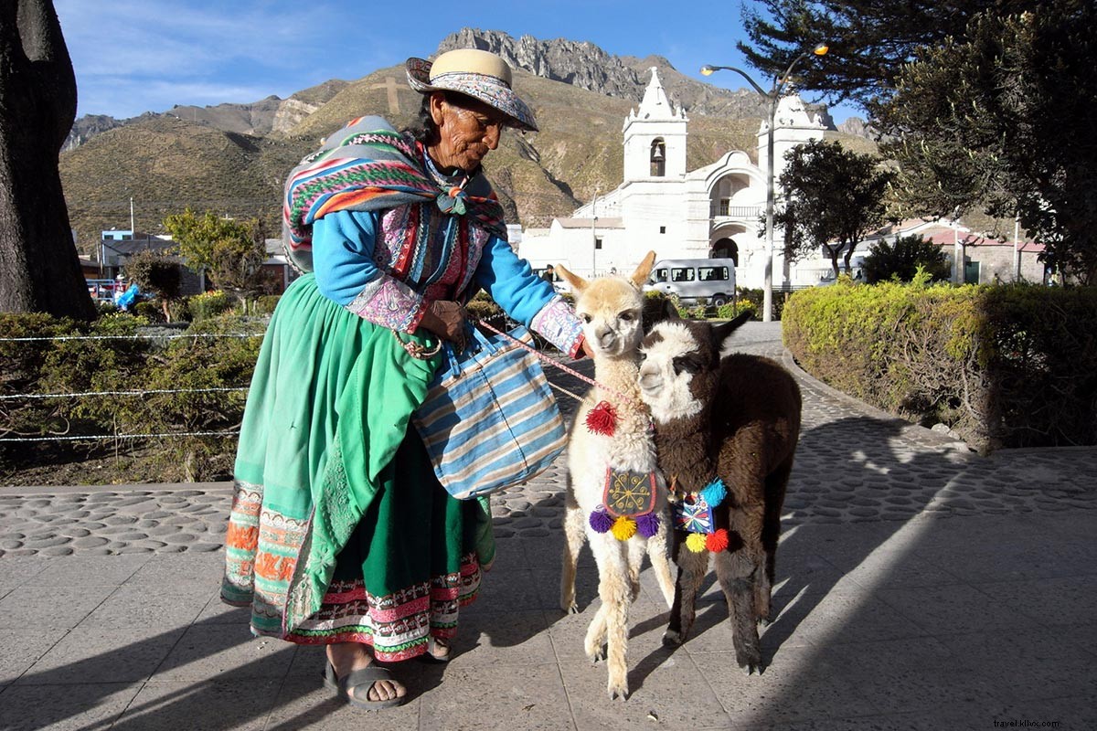 Llamas: The World s Cutest Animals? A Traveler s Debate