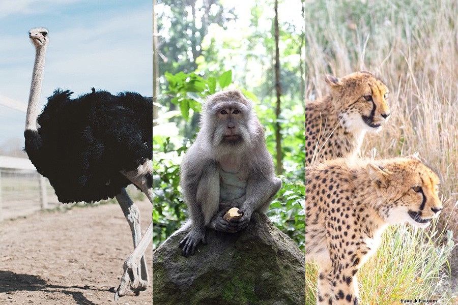 13 Iconic Calls of the Wild: Experience Nature s Symphony Up Close