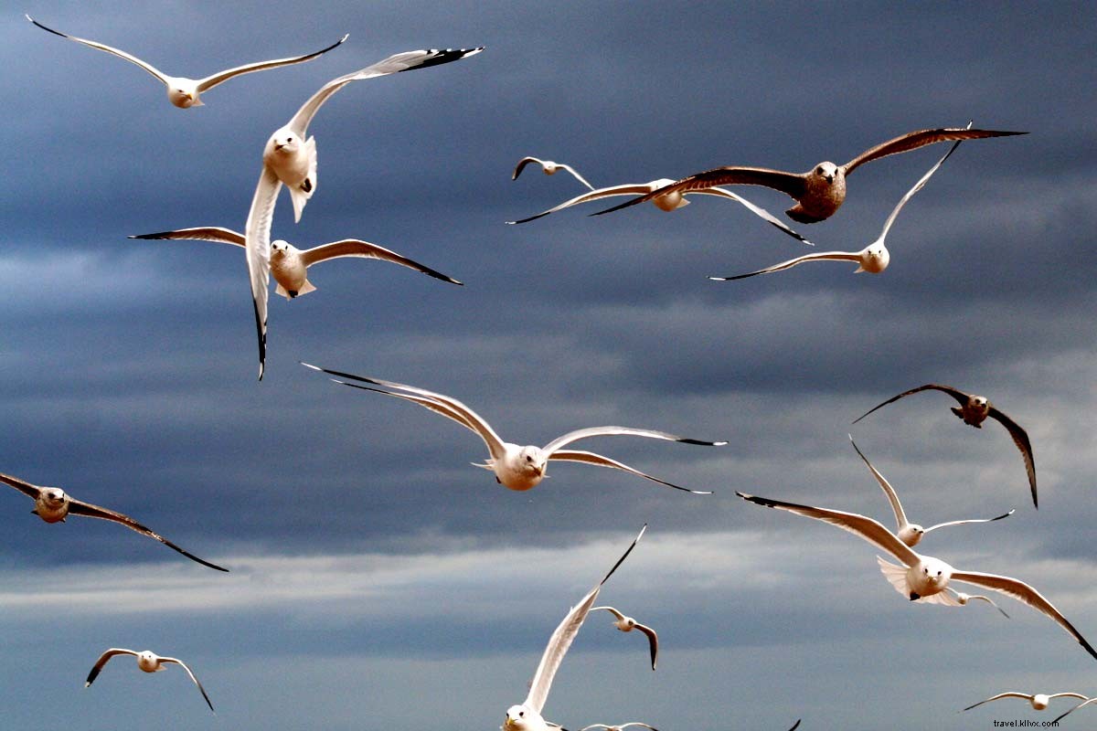 Actors Hilariously Read TripAdvisor Reviews: The Bird in the Salsa