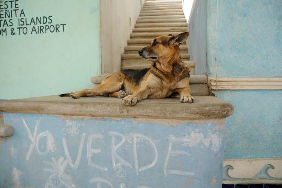 Off-Leash Bliss: Street Dogs of Riviera Nayarit, Mexico