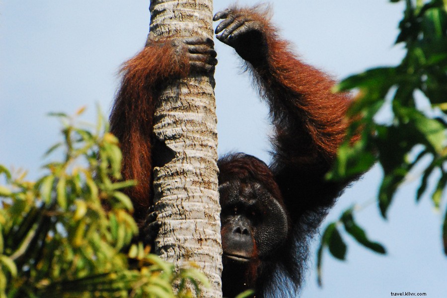 Tracking Orangutans on Borneo s Untrodden Paths: An Explorer s True Adventure