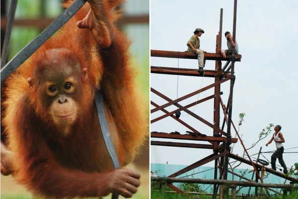 Tracking Orangutans on Borneo s Untrodden Paths: An Explorer s True Adventure