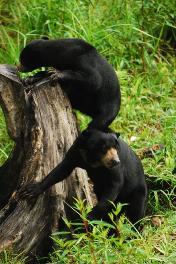 Tracking Orangutans on Borneo s Untrodden Paths: An Explorer s True Adventure