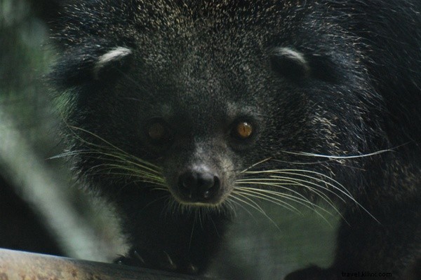 Tracking Orangutans on Borneo s Untrodden Paths: An Explorer s True Adventure