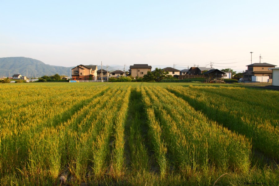 From City Dreams to Organic Farm Reality: A Singaporean s WWOOF Adventure in Wakayama, Japan