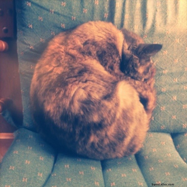 From City Dreams to Organic Farm Reality: A Singaporean s WWOOF Adventure in Wakayama, Japan