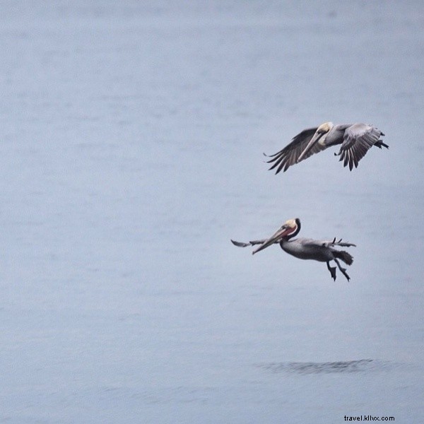 Spotlight on Pete Halvorsen: Guest Instagrammer Capturing Manhattan Beach Magic