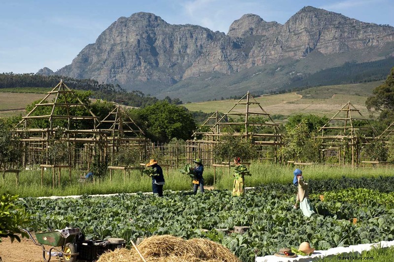Babylonstoren: A Vibrant Technicolor Salad Paradise in Franschhoek
