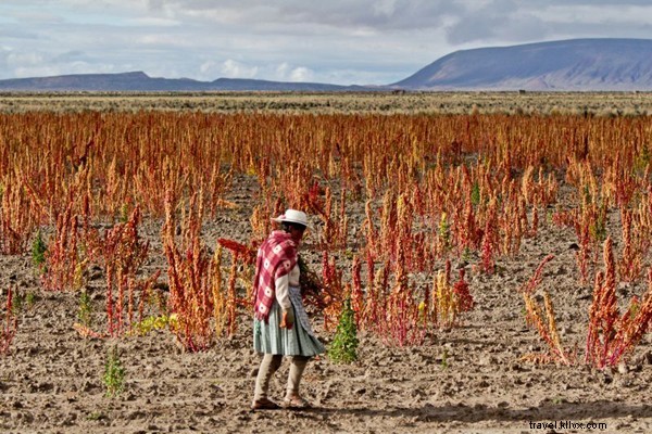 Fair Trade Quinoa Vodka: Ethically Sourced from Bolivian Andes Farmers