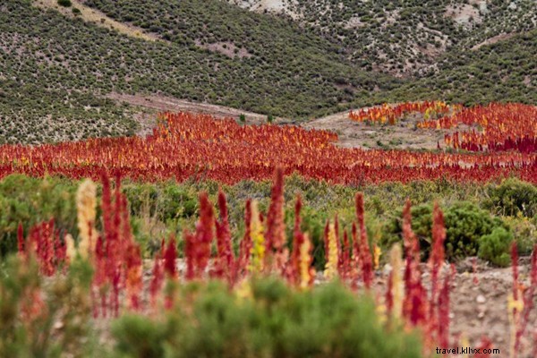 Fair Trade Quinoa Vodka: Ethically Sourced from Bolivian Andes Farmers