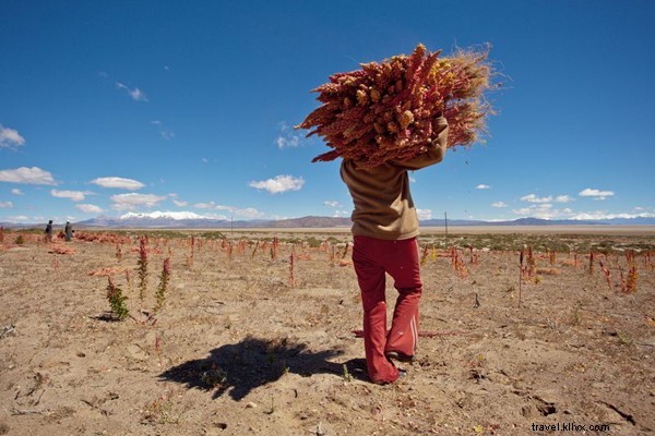 Fair Trade Quinoa Vodka: Ethically Sourced from Bolivian Andes Farmers