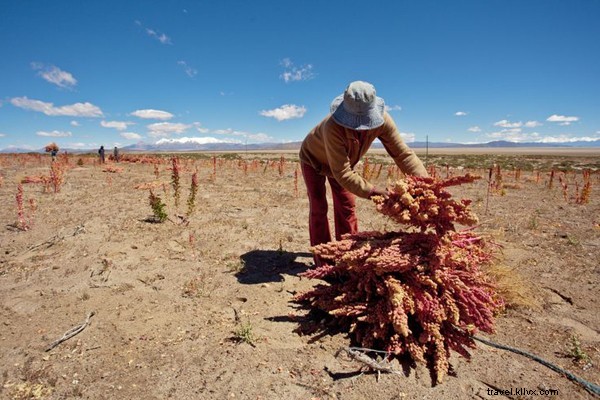 Fair Trade Quinoa Vodka: Ethically Sourced from Bolivian Andes Farmers