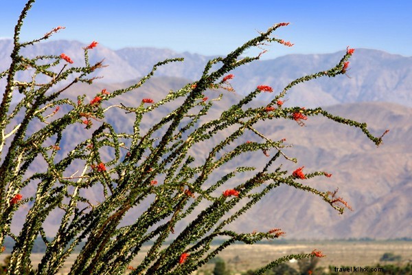 Discover Giant Prehistoric Sculptures and Playful Sheep in Borrego Springs