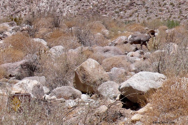 Discover Giant Prehistoric Sculptures and Playful Sheep in Borrego Springs