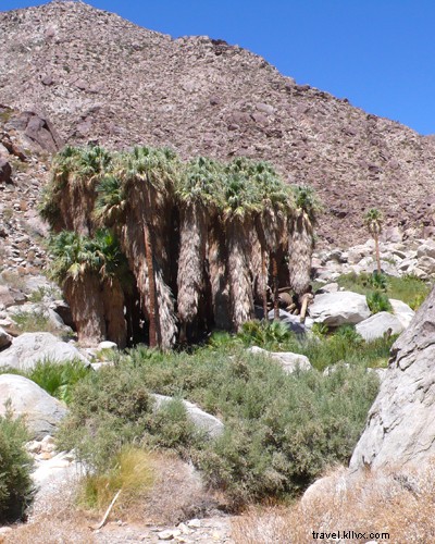 Discover Giant Prehistoric Sculptures and Playful Sheep in Borrego Springs