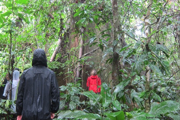 Volunteer in the Amazon: Protect Rainforests and Indigenous Communities with Pachamama Alliance