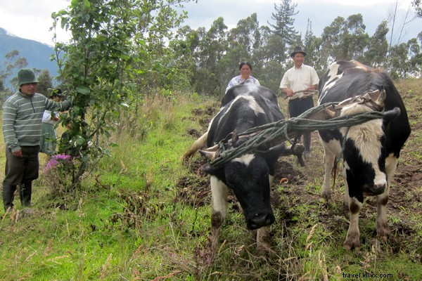 Volunteer in the Amazon: Protect Rainforests and Indigenous Communities with Pachamama Alliance